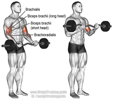 EZ bar curl exercise instructions and video | Weight Training Guide ...