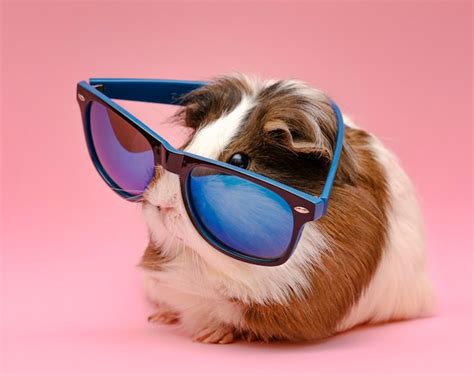 Free Photo | Cute guinea pig wearing sunglasses