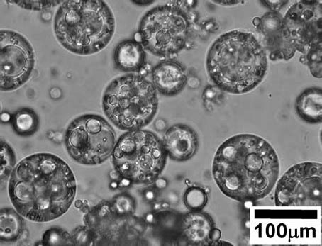 Optical microscope ( OM ) image of a water-in-oil-in-water ( W/O/W )... | Download Scientific ...