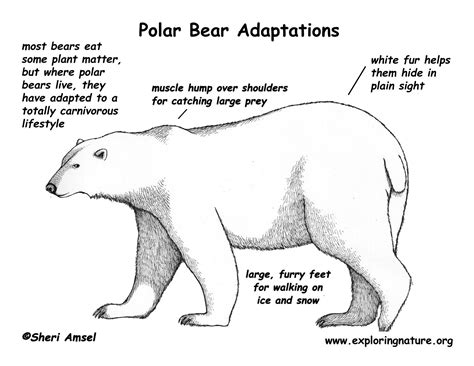 Image result for polar bear adaptation (With images) | Polar bear adaptations, Polar bears ...