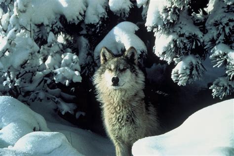 Endangered New Jersey: Lawmakers want gray wolf off endangered list