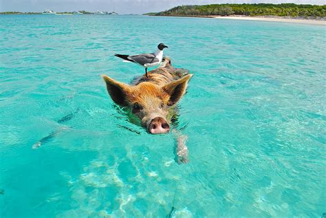 Staniel Cay Swimming Pig Seagull · Free photo on Pixabay