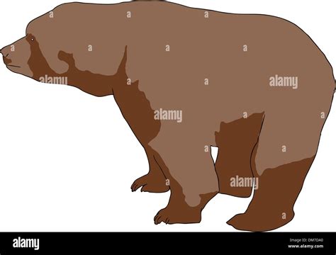 Wild brown bear Stock Vector Image & Art - Alamy