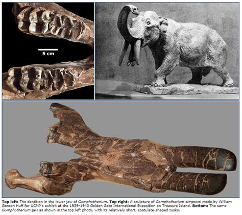 Evidence of FOUR-TUSKED elephants (Gomphotheres) as Guards of Ravan’s ...