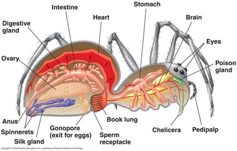 King Baboon Tarantula- Pelinobius muticus - Digestive System of ...