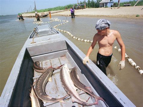 Volga River Towns Fade Along With Prized Sturgeon : NPR