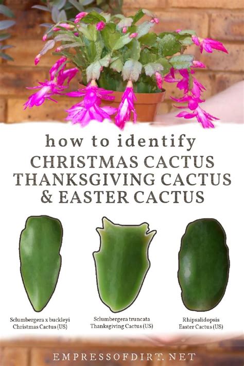 Christmas Cactus or Thanksgiving? How to ID Your Plant | Christmas cactus, Christmas cactus care ...