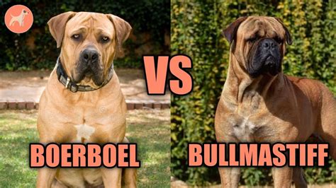 Boerboel vs Bullmastiff: A Complete Dog Breed Comparison - YouTube