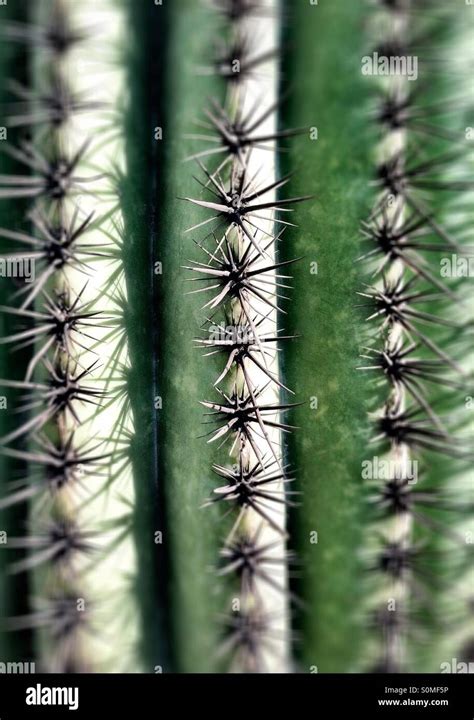 Close up of saguaro cactus needles Stock Photo - Alamy