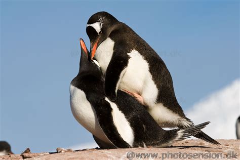 Mating Gentoo penguins at Port Lockroy, Antarctic Peninsula