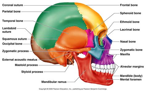 Classification of Bones | Anatomy bones, Human skull anatomy, Dental ...