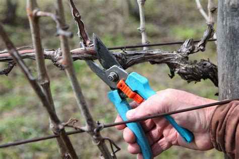 Pruning grapes in the spring, summer, autumn to winter for beginners