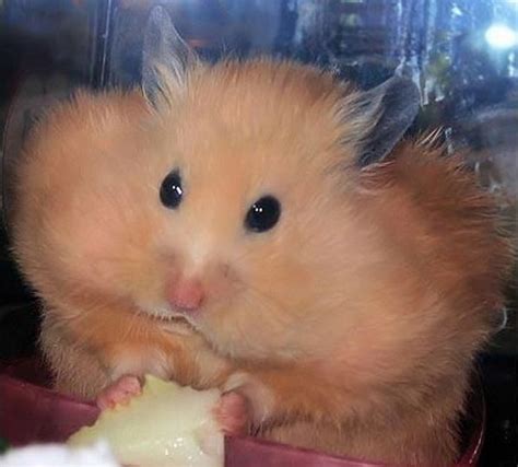 Hamster with Stuffed Cheeks | Funny hamsters, Funny animal pictures, Hamster