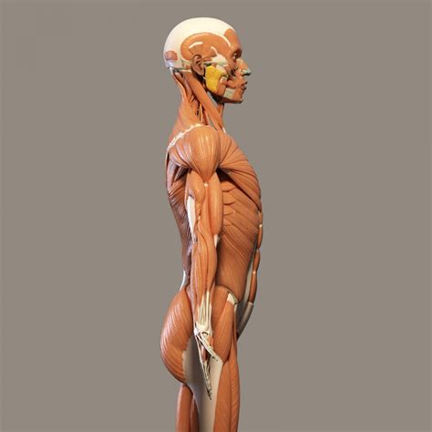 Human Muscles Free Stock Photo - Public Domain Pictures
