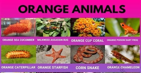 Orange Animals: 20 Interesting Orange Animals in the World - Visual Dictionary