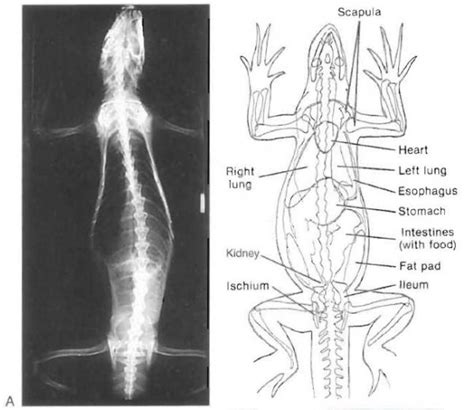 Anatomy of the green iguana | Our Reptile Forum