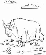 The Educational Yak Coloring Pages For Kids  sketch template