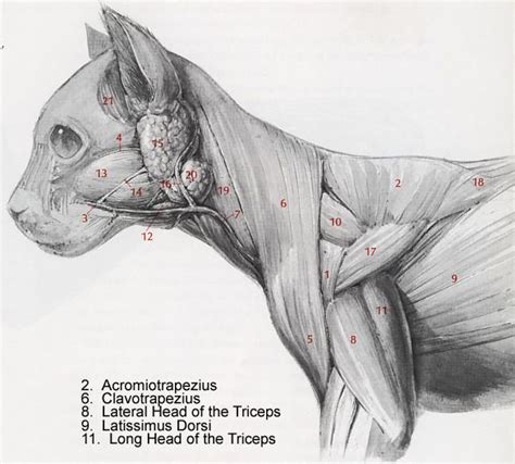 Cat Muscular Anatomy | Cat anatomy, Feline anatomy, Dog anatomy