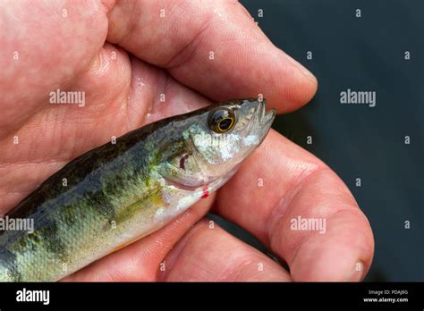 Yellow Perch Anatomy