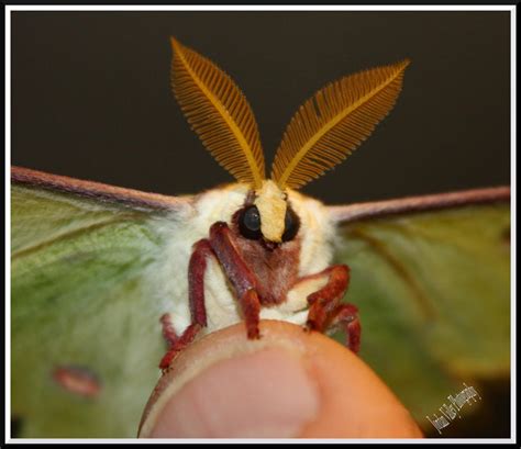 luna moth close up by bullsnook on DeviantArt