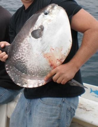 Baby Mola Mola I snagged : r/Fishing