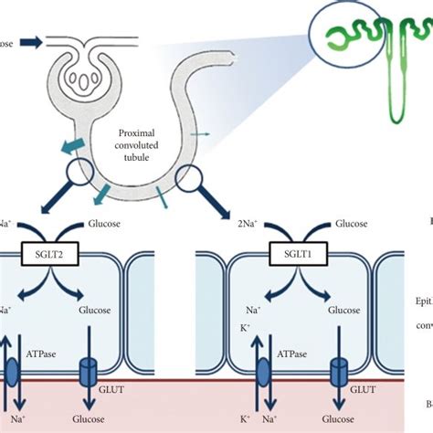 Renal glucose handling before and after sodium-glucose cotransporter 2... | Download Scientific ...