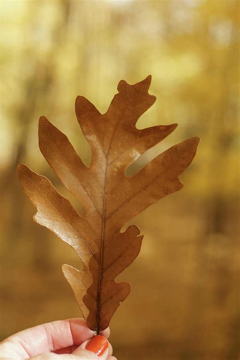 Oak Leaf in Autumn #2 Photograph by Kimberly Mackowski - Fine Art America