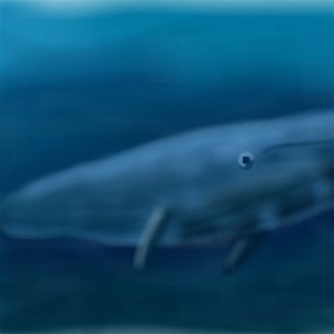 Blue Whale » drawings » SketchPort