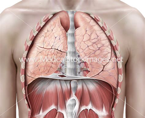 Lungs in the Thoracic Cavity – Medical Stock Images Company