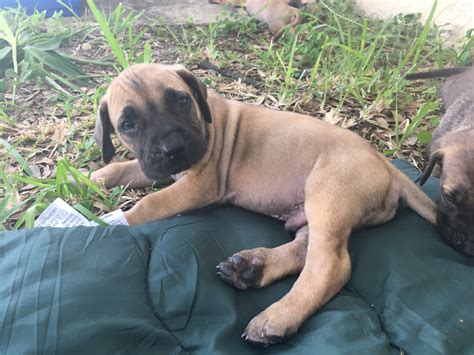 Fila Brasileiro Puppies For Sale | Palm Bay, FL #239605