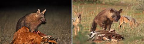 highly adaptive brown hyena | Tswalu Kalahari Reserve