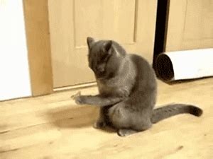 Confused cat GIF - Find on GIFER