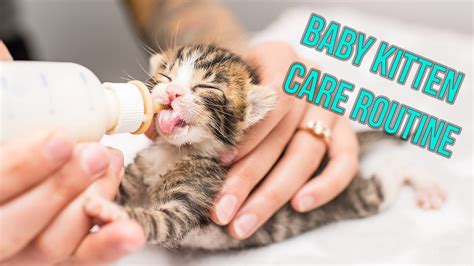 Kitten Nursery Care Routine for Neonates! - HealthyPetsBlog