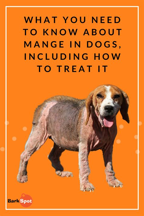 What You Need To Know About Mange In Dogs, Including How To Treat It | Dog mange, Dog cover, Dog ...