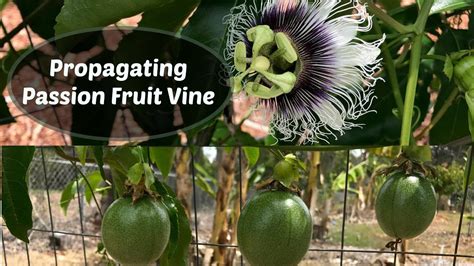 Propagating Passion Fruit - Passiflora edulis cuttings | Passion fruit ...