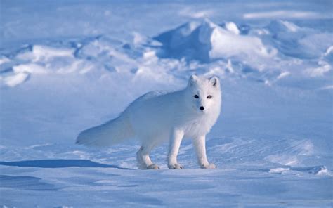 Download Snow Winter White Animal Arctic Fox HD Wallpaper