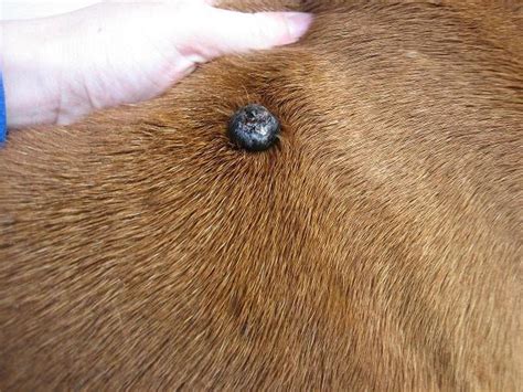 Tumor: Skin Tumors In Dogs