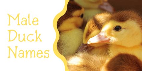 250+ Duck Names for Your Feathered Friend (From Aflac to Xerxes) - PetHelpful