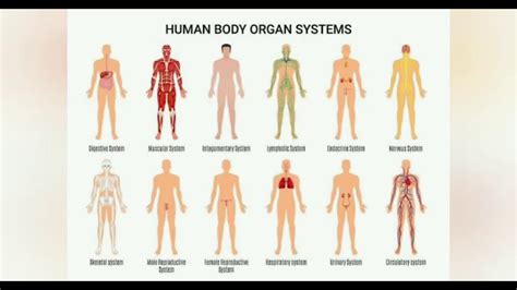 Whole organ systems| Functionally related organs | 11 major organ ...