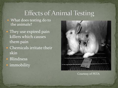 PPT - Stop Animal Testing PowerPoint Presentation, free download - ID:1678172