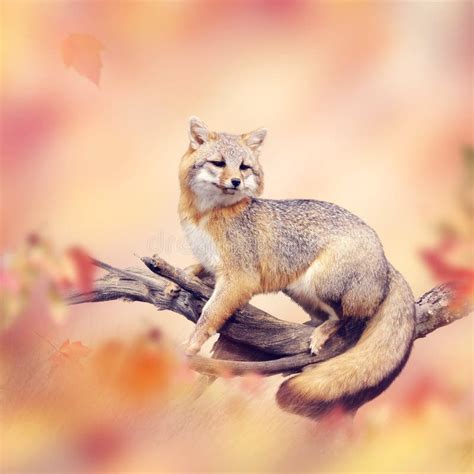 Red fox on a branch stock photo. Image of branch, background - 232653308