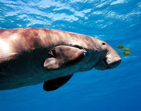 Dugong Facts - Animals of the Ocean - WorldAtlas