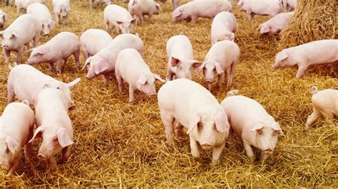 How To Start Pig Farming In Nigeria (Step by Step Guide) – Wealth Result