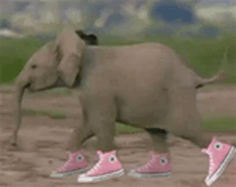 Elephant Converse GIF - Elephant Converse Pink Shoes - Discover & Share ...