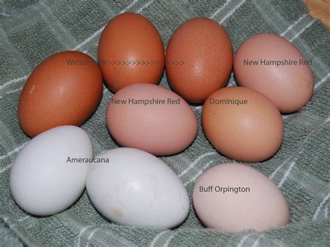 Welsummer, New Hampshire Red, Dominique, Ameraucana (maybe Easter Egger?) and Buff Orpington ...