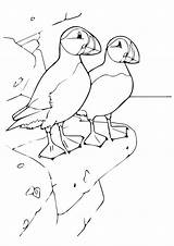 Free Puffin Coloring Pages sketch template