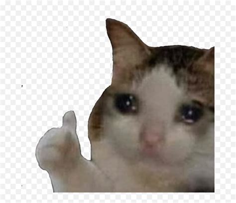 Cats Crying Pack Sad Cat Meme Cute Cat Memes Funny An - vrogue.co