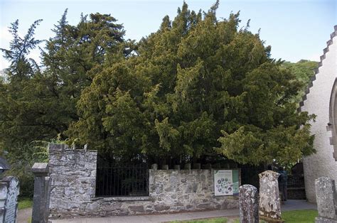 The Fortingall Yew is an ancient European yew (Taxus baccata) in the ...