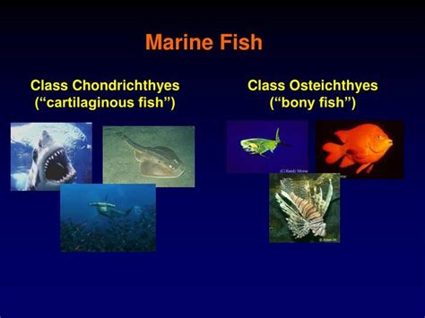 Cephalochordata (“lancelets”) | Powerpoint presentation, Science, Invertebrates