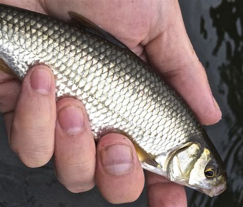 Silver fish – Roach, Rudd and Dace - Fishing in Wales